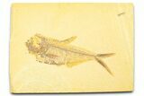 Detailed Fossil Fish (Diplomystus) - Wyoming #369543-1